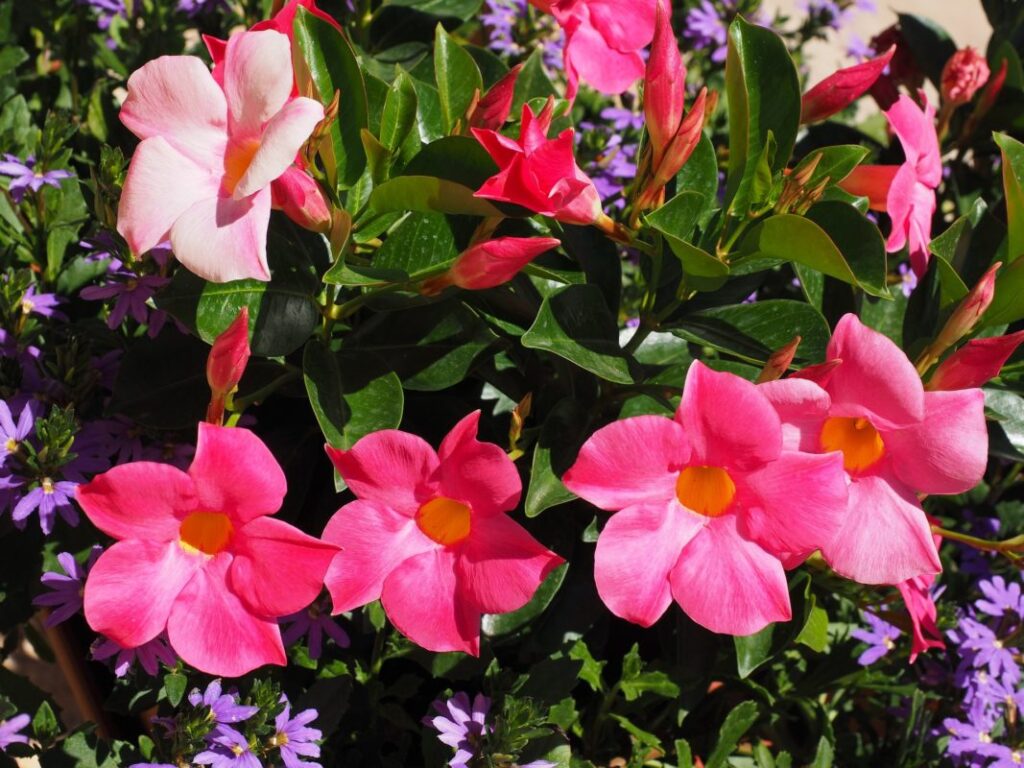 Diferencia entre Dipladenia y Mandevilla para un cuidado óptimo