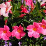 Diferencia entre Dipladenia y Mandevilla para un cuidado óptimo