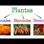 Diferencia entre Plantas Anuales, Bianuales y Perennes Ejemplos comunes