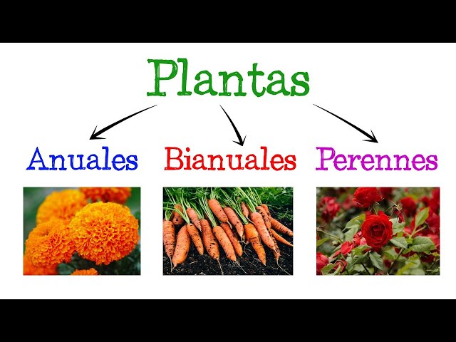 Diferencia entre Plantas Anuales, Bianuales y Perennes Ejemplos comunes