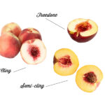 Diferencias Clave en los Tipos de Peach Stones