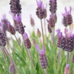 Diferencias entre Lavanda Francesa y Lavanda Inglesa