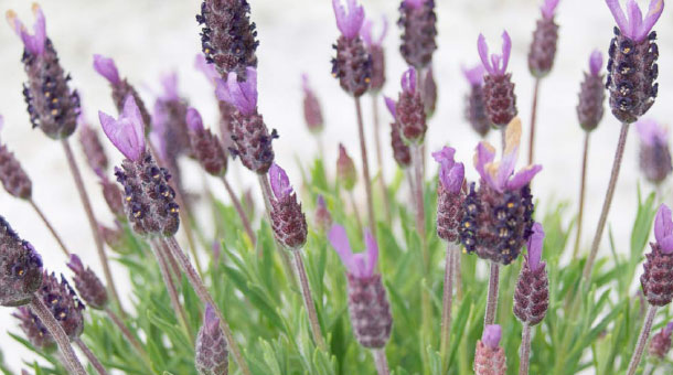 Diferencias entre Lavanda Francesa y Lavanda Inglesa