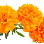 Diferencias y beneficios entre caléndula y cempasúchil