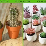 Diferencias y cómo identificar cactus y suculentas