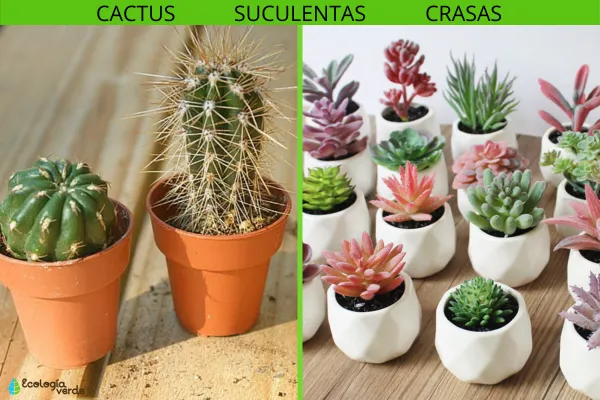 Diferencias y cómo identificar cactus y suculentas