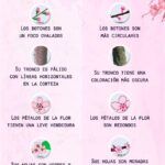Diferencias y similitudes entre cerezo y ciruelo