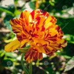 Doble floración: todo sobre las flores con pétalos extra