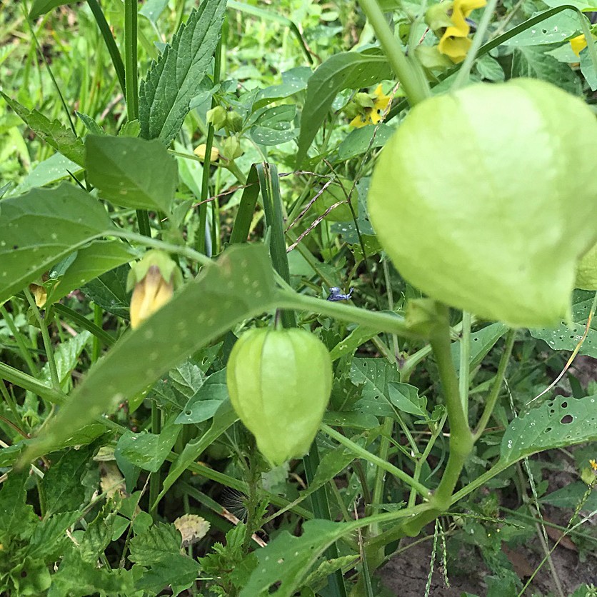 Dónde crecen los tomates silvestres Aprende sobre su cultivo