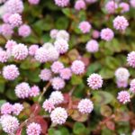 Dónde cultivar la Poligonum Capitatum de flores rosadas