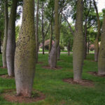 Dónde se encuentra el árbol toborochi