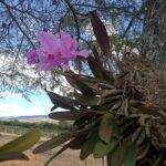 Dónde se encuentran las orquídeas en su hábitat natural