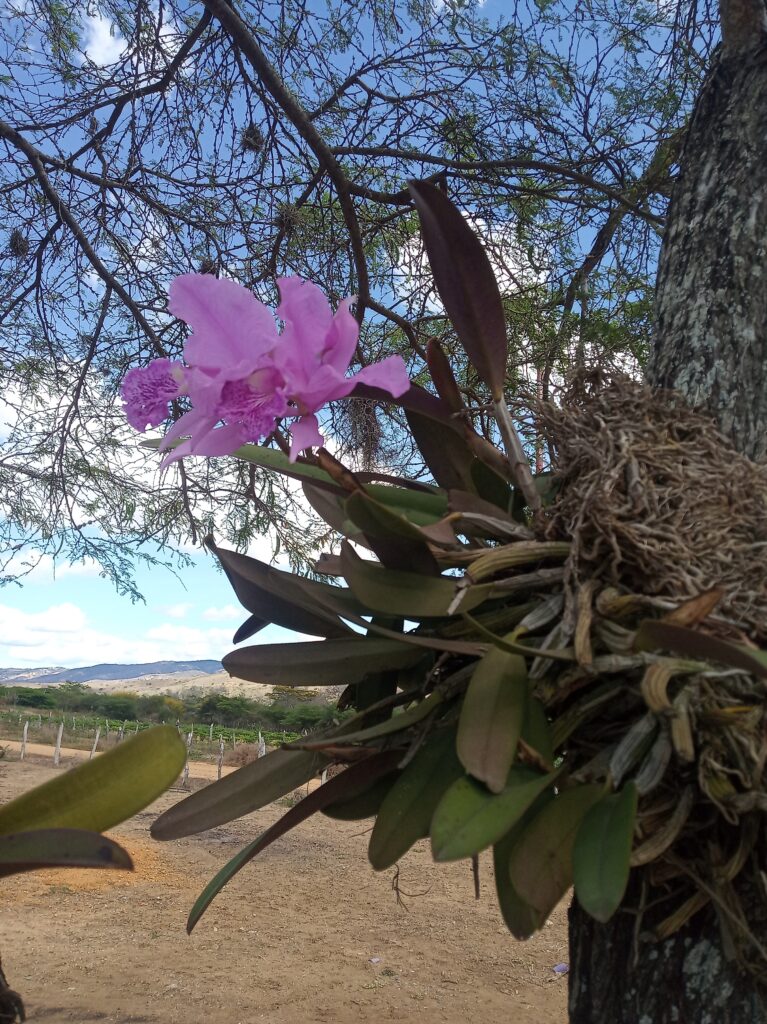 Dónde se encuentran las orquídeas en su hábitat natural