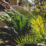 El agua caliente puede ser perjudicial para las plantas