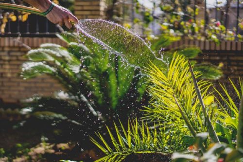 El agua caliente puede ser perjudicial para las plantas