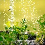 El agua suavizada mata a las plantas