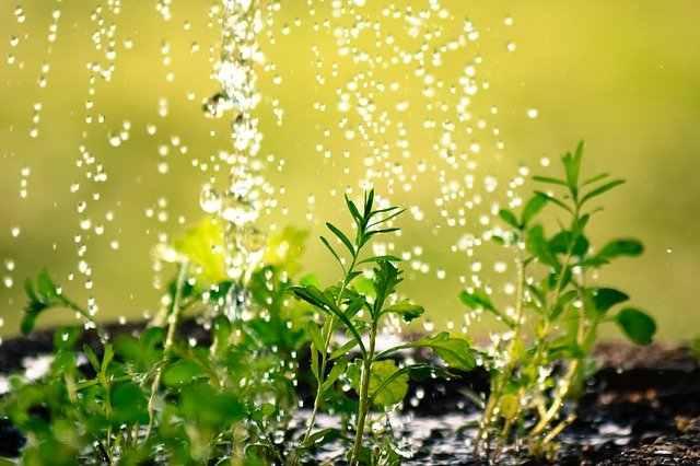 El agua suavizada mata a las plantas