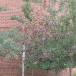El chancro de hoja de maple se propaga a otras plantas