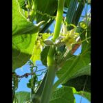El chayote puede florecer sin presentar flores visibles
