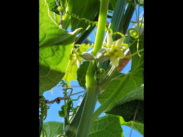 El chayote puede florecer sin presentar flores visibles