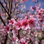 El durazno ornamental es comestible Aprende más aquí