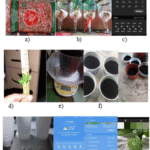 El efecto de la cafeína en el crecimiento de las plantas