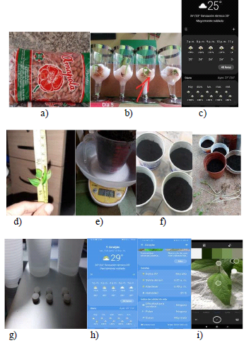 El efecto de la cafeína en el crecimiento de las plantas