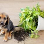 El Epipremnum Aureum es peligroso para mascotas
