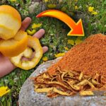 El jugo de naranja es un buen fertilizante para plantas
