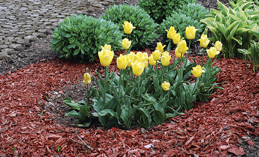 El mantillo de cedro afecta a abejas y otros polinizadores