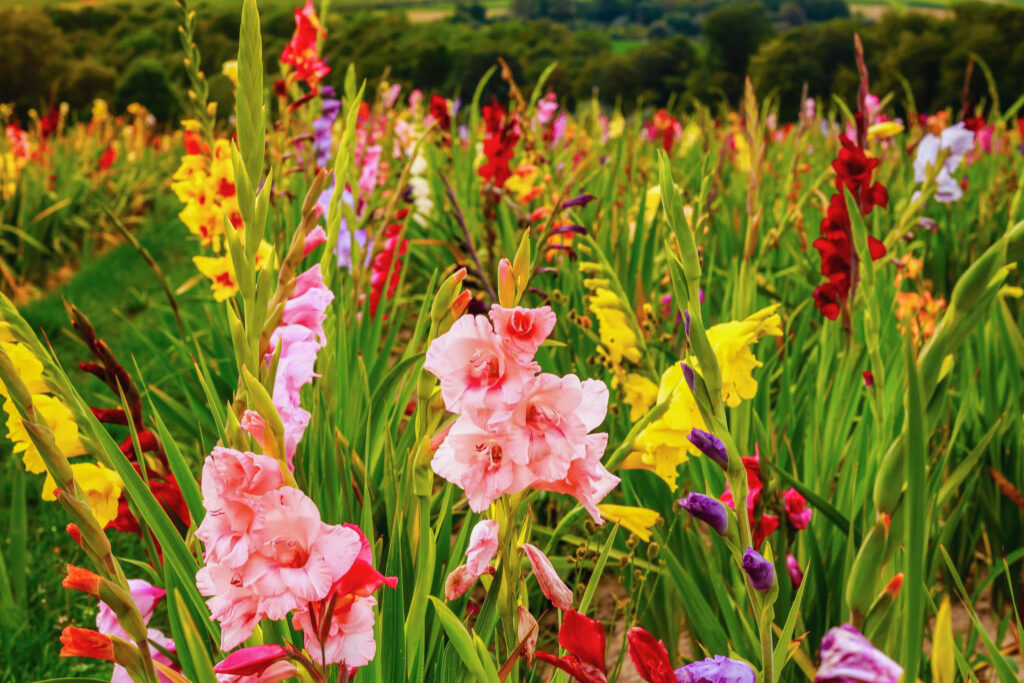 Eliminar flores marchitas de gladiolos Aprende cómo y por qué