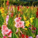 Eliminar flores marchitas de gladiolos Aprende cómo y por qué