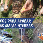 Eliminar malas hierbas en el jardín con periódico