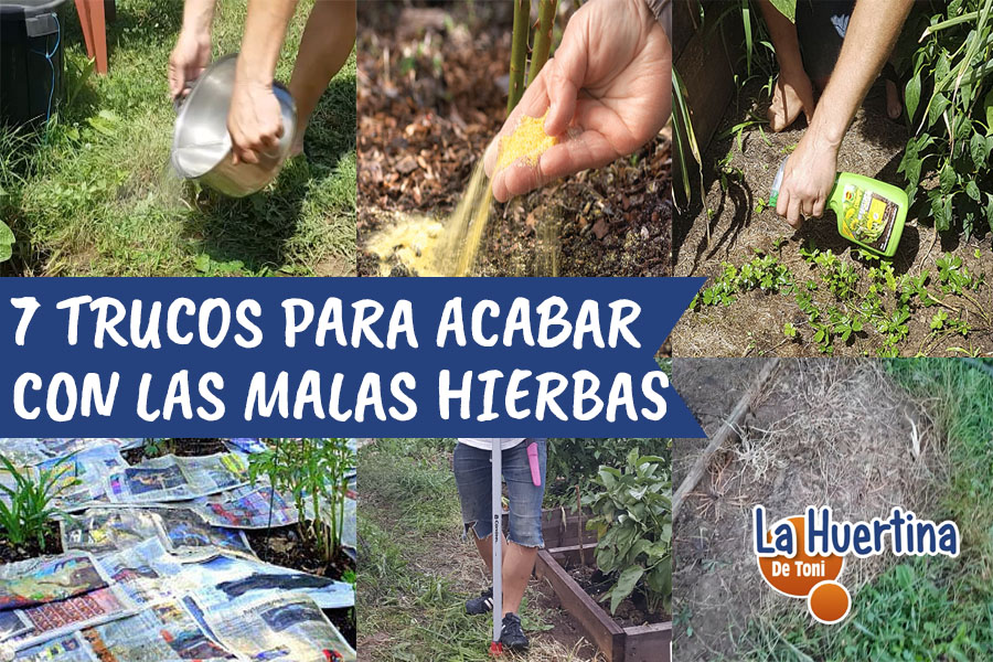 Eliminar malas hierbas en el jardín con periódico