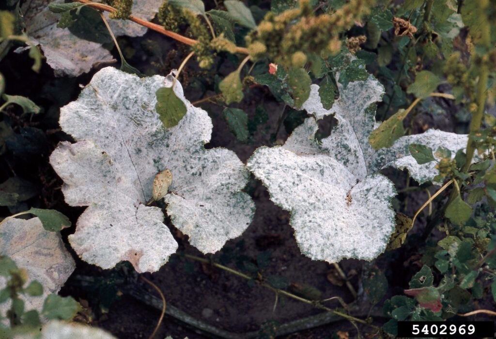 Eliminar mildiu polvoriento de calabaza blanca