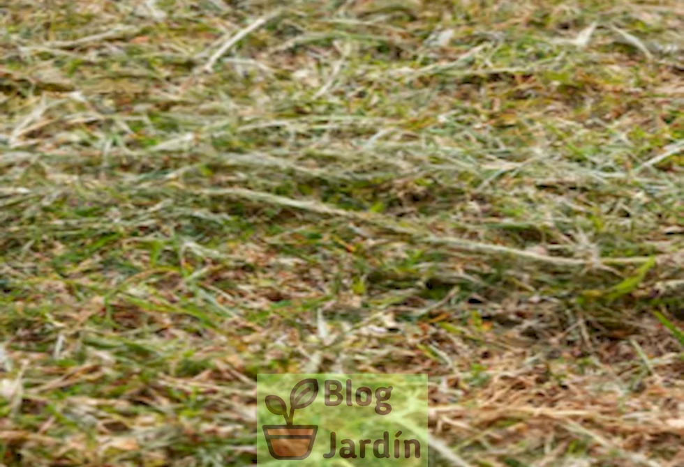 Imagen detallada de Spurweed en un césped