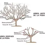 En qué consiste la poda de renovación en las plantas
