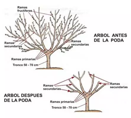 En qué consiste la poda de renovación en las plantas
