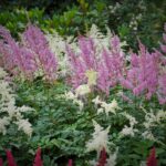 En qué mes podemos esperar la floración de las Astilbe durante el verano