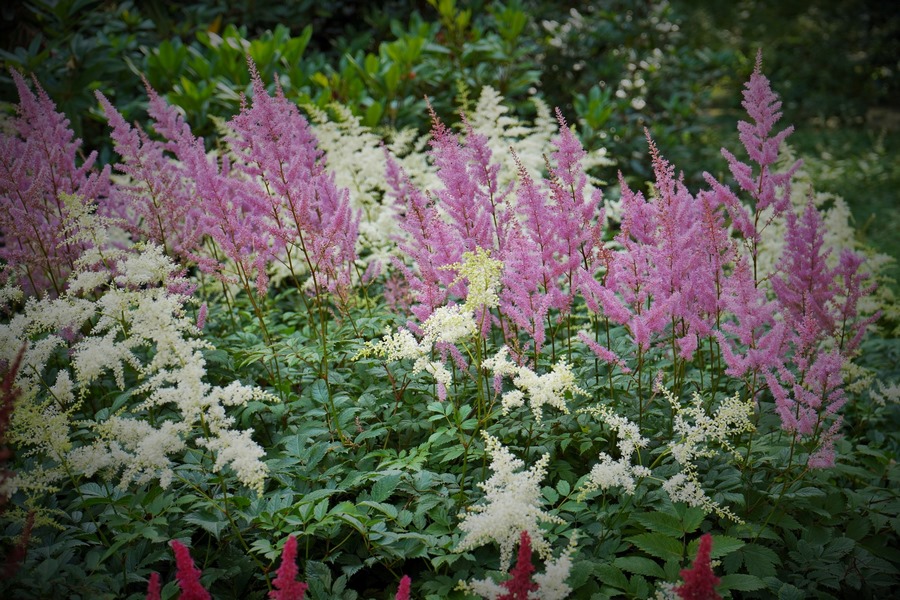En qué mes podemos esperar la floración de las Astilbe durante el verano
