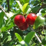 En qué regiones se cultiva el árbol de cereza de Barbados