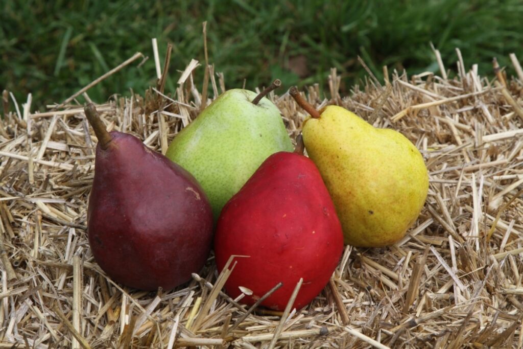 En qué se diferencian las peras de verano e invierno