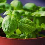 Es cierto que la albahaca puede mantener alejadas a las moscas