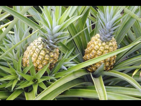 Es cierto que las piñas pueden producir frutos más de una vez