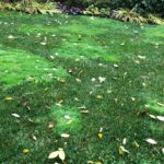 Es el Bluegrass Rugoso una maleza común en tu jardín