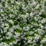 Es el jazmín estrellado ideal para setos Aprende a cultivarlo