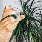 Es la Drácena una planta peligrosa para las mascotas