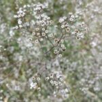Es la Gypsophila peligrosa para los gatos