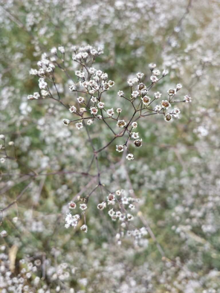Es la Gypsophila peligrosa para los gatos
