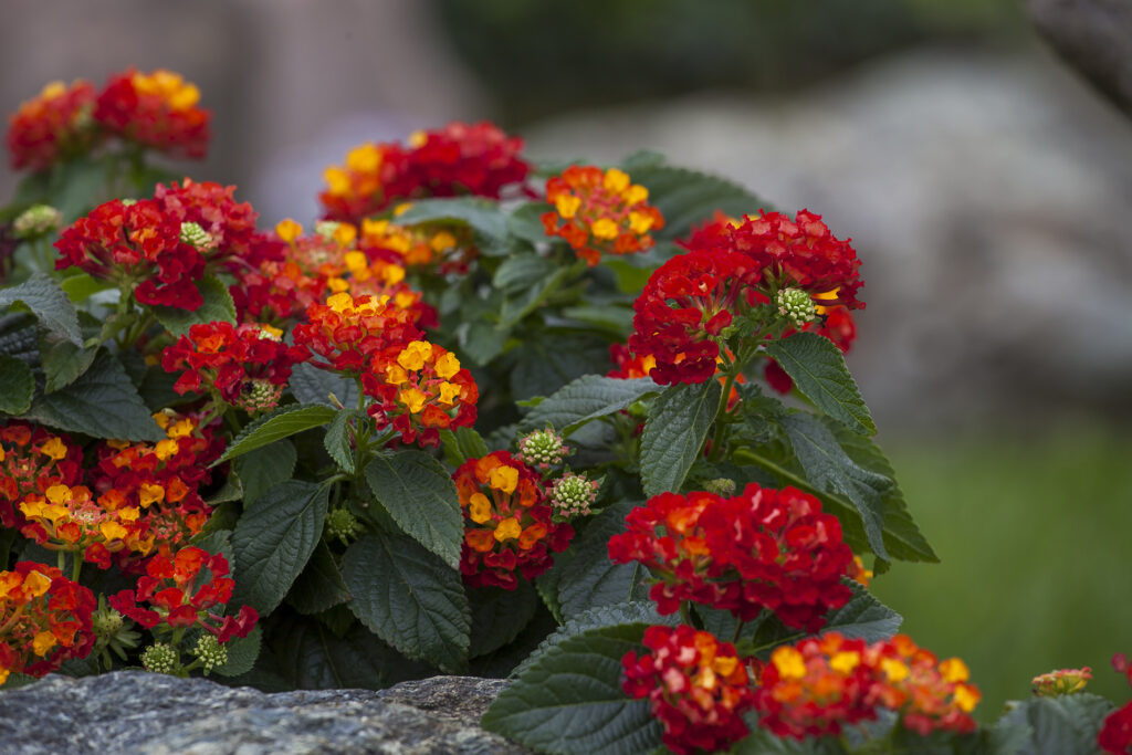 Es la lantana popcorn adecuada para tu jardín